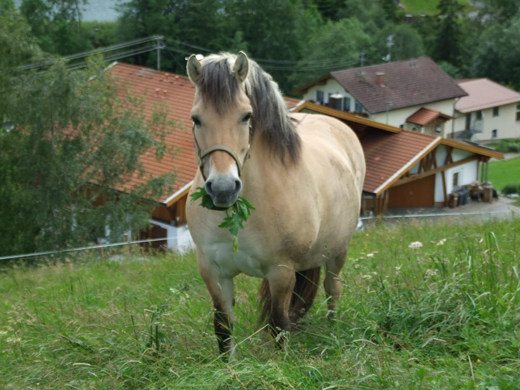 Landhaus Mueller ユングホルツ エクステリア 写真